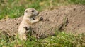 Little Prarie dog Royalty Free Stock Photo