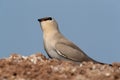 Little pratincole on a mound at Bhigwan bird sanctuary, Maharashtra