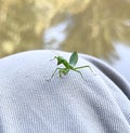 A little Praying Mantis invite me to play