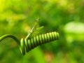 Little praying mantis leaf spiral nature Royalty Free Stock Photo