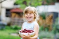 Little preschool girl picking and eating ripe cherries from tree in garden. Happy toddler child holding fresh fruits Royalty Free Stock Photo