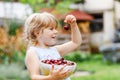 Little preschool girl picking and eating ripe cherries from tree in garden. Happy toddler child holding fresh fruits Royalty Free Stock Photo