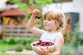 Little preschool girl picking and eating ripe cherries from tree in garden. Happy toddler child holding fresh fruits Royalty Free Stock Photo