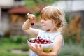 Little preschool girl picking and eating ripe cherries from tree in garden. Happy toddler child holding fresh fruits Royalty Free Stock Photo