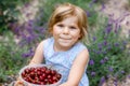 Little preschool girl picking and eating ripe cherries from tree in garden. Happy toddler child holding fresh fruits Royalty Free Stock Photo