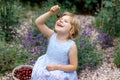 Little preschool girl picking and eating ripe cherries from tree in garden. Happy toddler child holding fresh fruits Royalty Free Stock Photo