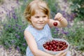 Little preschool girl picking and eating ripe cherries from tree in garden. Happy toddler child holding fresh fruits Royalty Free Stock Photo