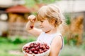 Little preschool girl picking and eating ripe cherries from tree in garden. Happy toddler child holding fresh fruits Royalty Free Stock Photo