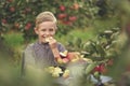 A cute, smiling boy is picking apples in an apple orchard and holding an apple. Royalty Free Stock Photo