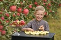 A cute, smiling boy is picking apples in an apple orchard and holding an apple. Royalty Free Stock Photo