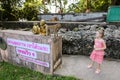Little pretty girl standing near monkey golden statuettes and macaco at zoo in Thailand.