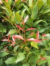 A little Pucuk Merah Plant is very nice decorative plant