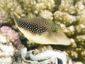 Little Pufferfish Royalty Free Stock Photo