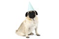 Little pug pose sitting in a funny cap . Isolated on white background. Royalty Free Stock Photo