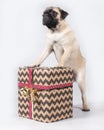 Little pug standing on the present on his hind legs Royalty Free Stock Photo