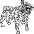 Little Pug on white background. Freehand sketch for adult anti stress coloring book. Royalty Free Stock Photo