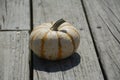 Little Pumpkin Royalty Free Stock Photo