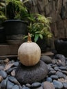 Little pumpkin on steping stone Royalty Free Stock Photo