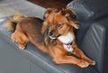 Little dog sits on his favourite place , the armchair backrest