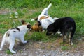 Little puppies bite and play with each other against the background of green grass. Beautiful white color, black nose and brown e