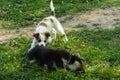 Little puppies bite and play with each other against the background of green grass. Beautiful white color, black nose and brown e