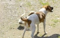 Little puppies bite and play with each other against the background of green grass. Beautiful white color, black nose and brown e