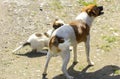 Little puppies bite and play with each other against the background of green grass. Beautiful white color, black nose and brown e