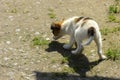 Little puppies bite and play with each other against the background of green grass. Beautiful white color, black nose and brown e