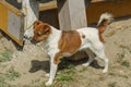 Little puppies bite and play with each other against the background of green grass. Beautiful white color, black nose and brown e