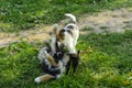 Little puppies bite and play with each other against the background of green grass. Beautiful white color, black nose and brown e