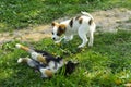 Little puppies bite and play with each other against the background of green grass. Beautiful white color, black nose and brown e