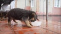 Cute curious puppy German Shepherd East-European Shepherd dog. Shallow focus. Copy space. Little puppies of the East Royalty Free Stock Photo