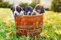 Little puppies of a jack russell on green grass