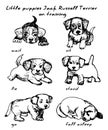 Little puppies jack russell terrier on training, vector, illustration, isolate