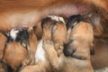 A close-up on the mother dog nursing her little puppies, hungry little dogs drinking milk