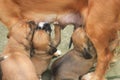 A close-up on the mother dog nursing her little puppies, hungry little dogs drinking milk Royalty Free Stock Photo