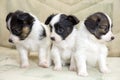 Little Puppies Papillon Royalty Free Stock Photo