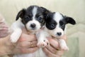 Little Puppies Papillon