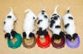 Little Puppies Papillon eat