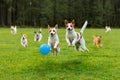 Little puppies play with blue ball in field, AI generated Royalty Free Stock Photo