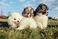 Little puppies. Pomeranian puppies playing outdoorPomeranian sp