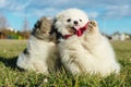 Little puppies. Pomeranian puppies playing outdoorPomeranian sp