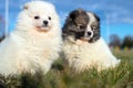 Little puppies. Pomeranian puppies playing outdoorPomeranian sp