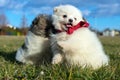 Little puppies. Pomeranian puppies playing outdoorPomeranian sp