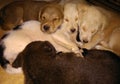 Little Puppies sleeping together group picture