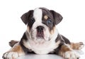 Little puppu of english billdog gray and white Royalty Free Stock Photo