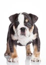 Little puppu of english billdog gray and white Royalty Free Stock Photo