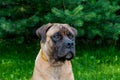 Little puppy age five months a rare breed South African Boerboel