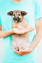 A little puppy in the arms of a man in a blue blouse