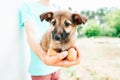 A little puppy in the arms of a man in a blue blouse